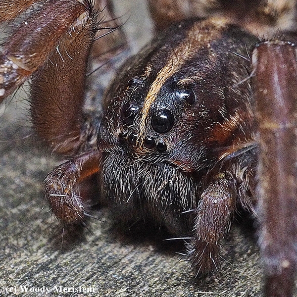 Wetland Giant Wolf Spider (Tigrosa helluo) | Backcountry Gallery