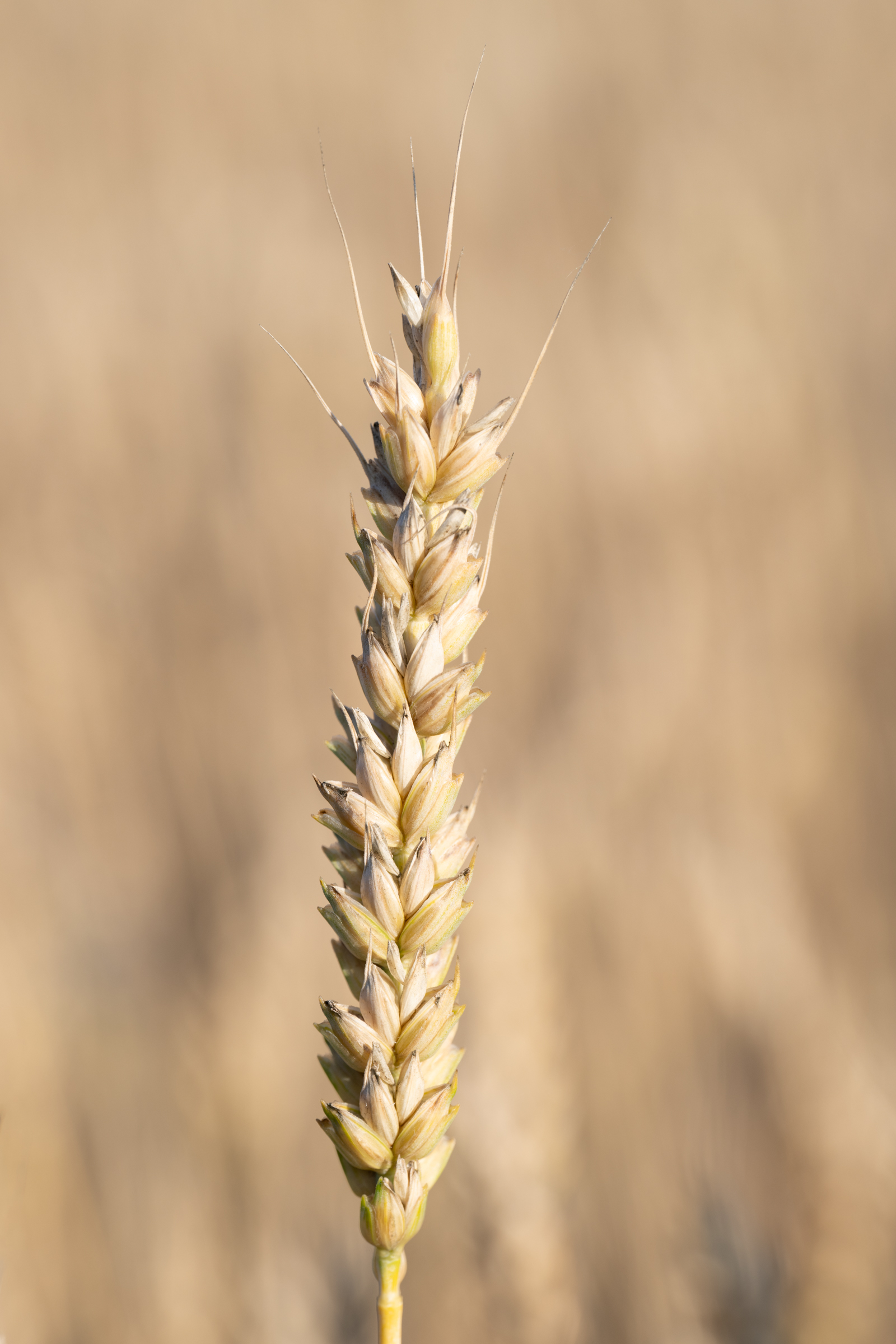 Wheat-1.jpg