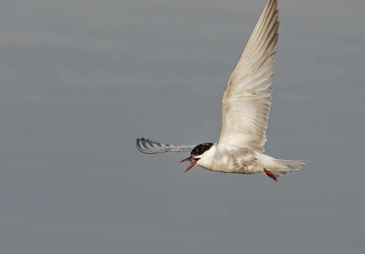 Whiskered Tern hawking (1)-1.jpg