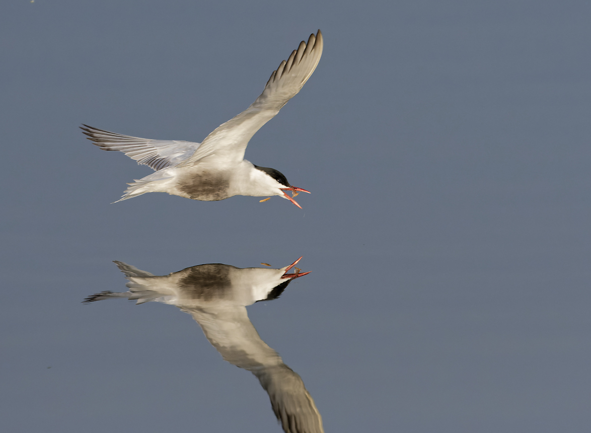 Whiskered Tern hawking (2)-1.jpg