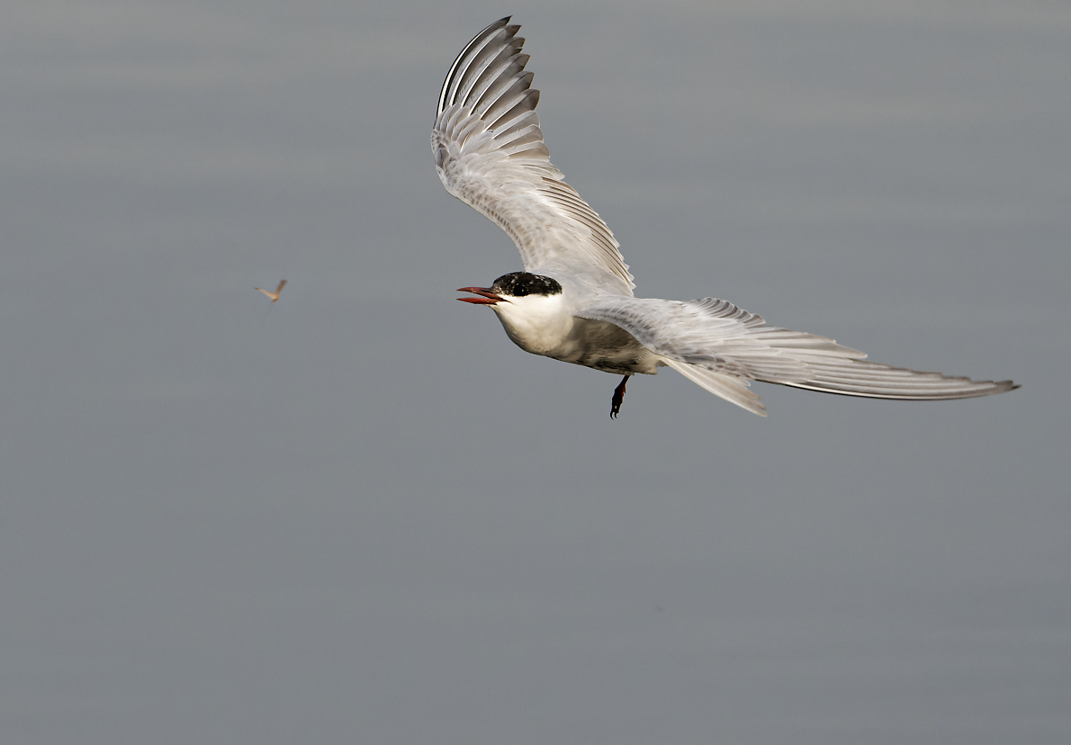 Whiskered Tern hawking (3)-1.jpg