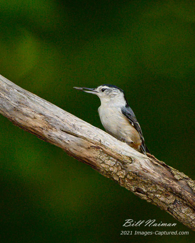 White-breasted Nuthatch_September 26, 2020_7848.jpg