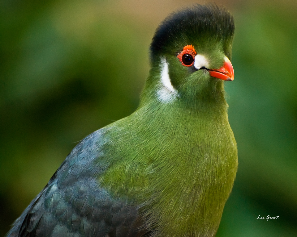 White-Cheeked Turaco | Backcountry Gallery Photography Forums