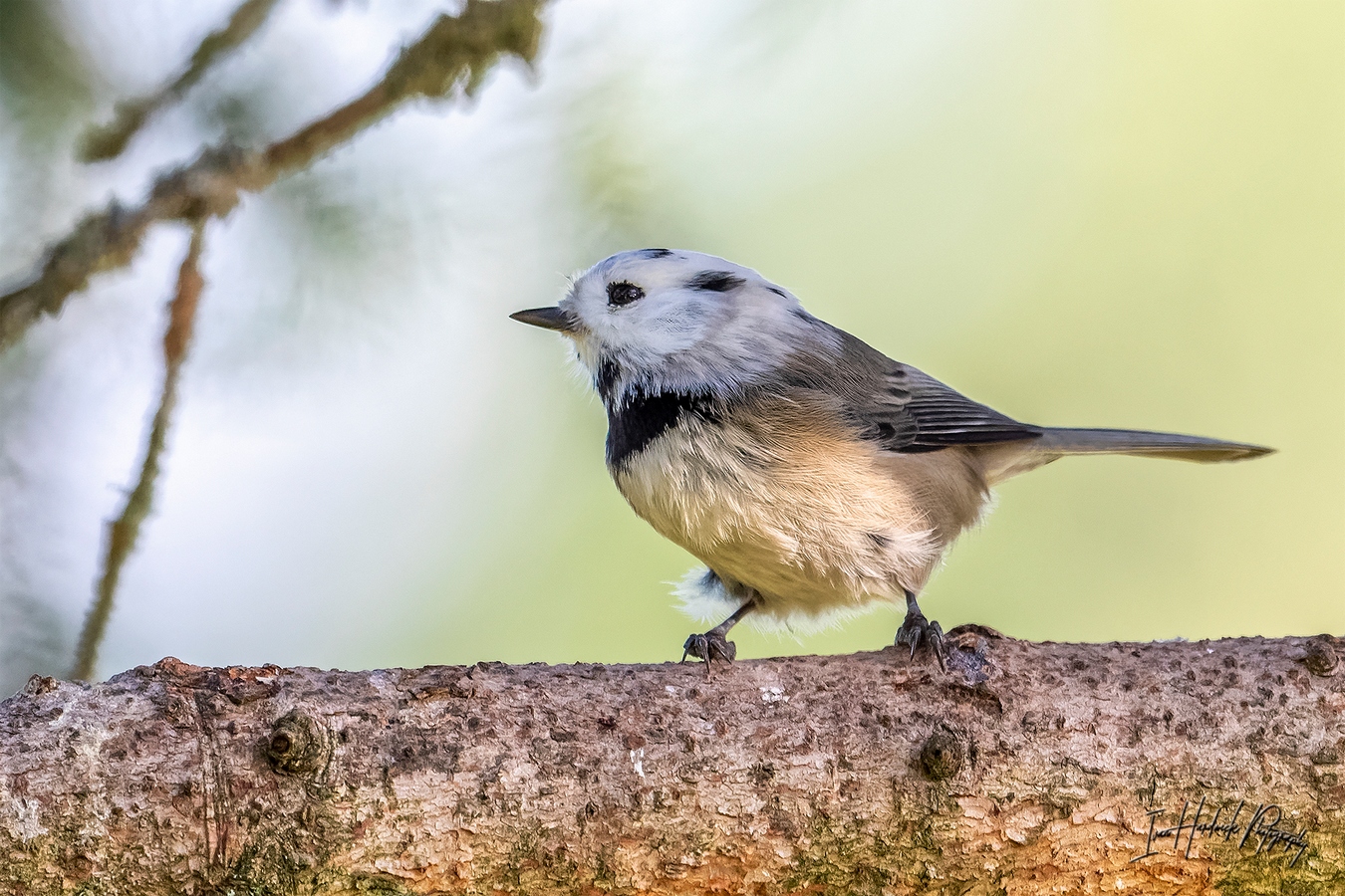 White Chickadee.jpg