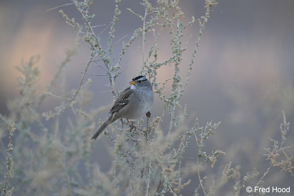 white crowned sparrow Z8 5392.JPG