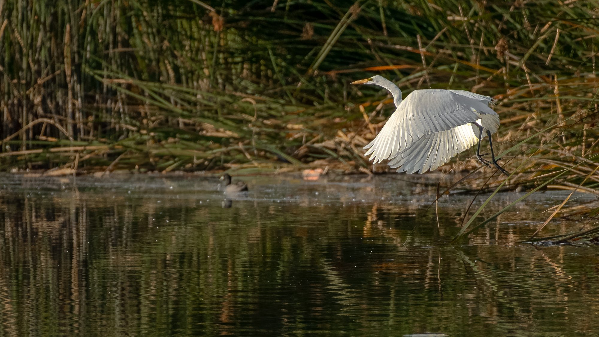 White egret-1119-IMG_00141NIKON D5-Edit.jpg