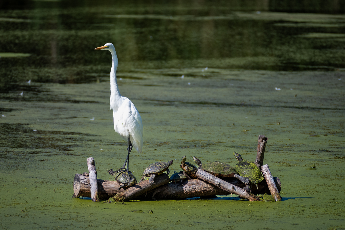 White egret competing for space-1012-IMG_00001-2.jpg