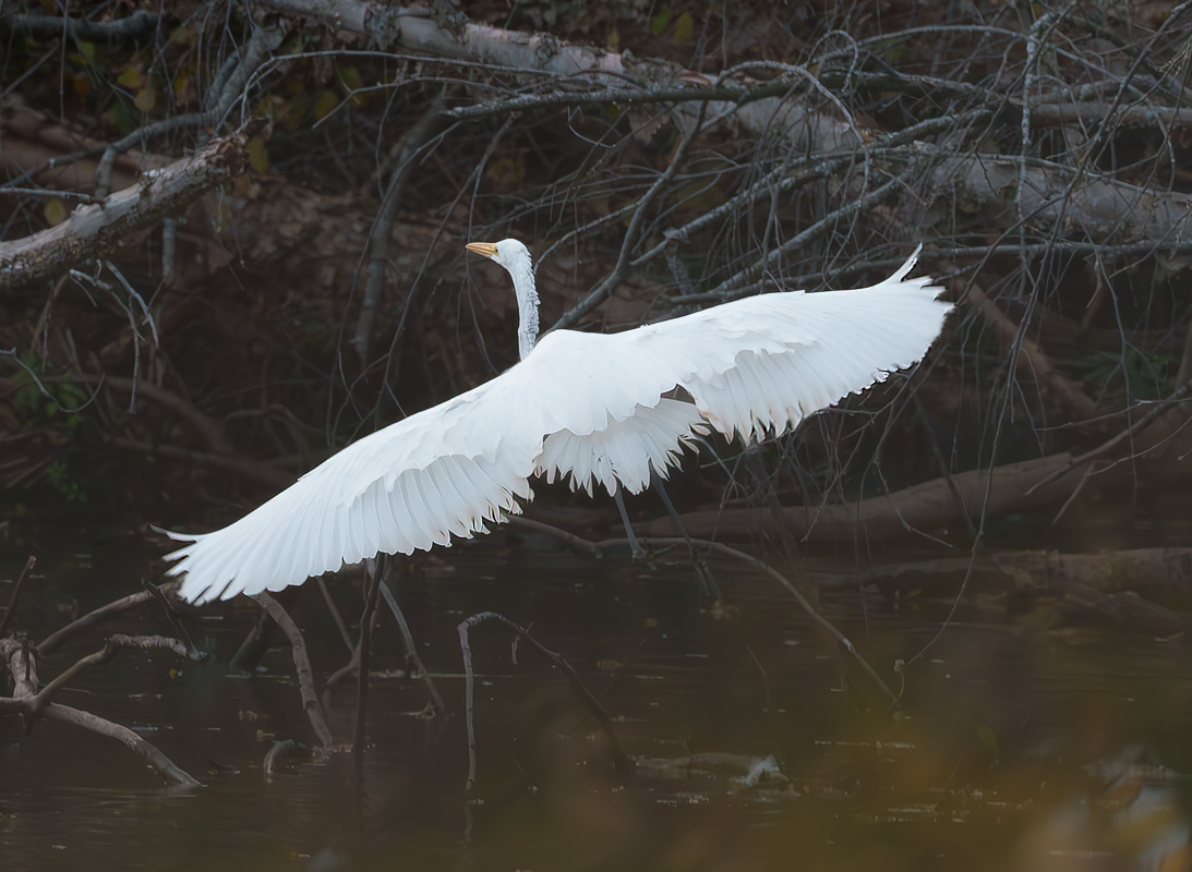 White Egret for BCG-1019-IMG_00001.jpg