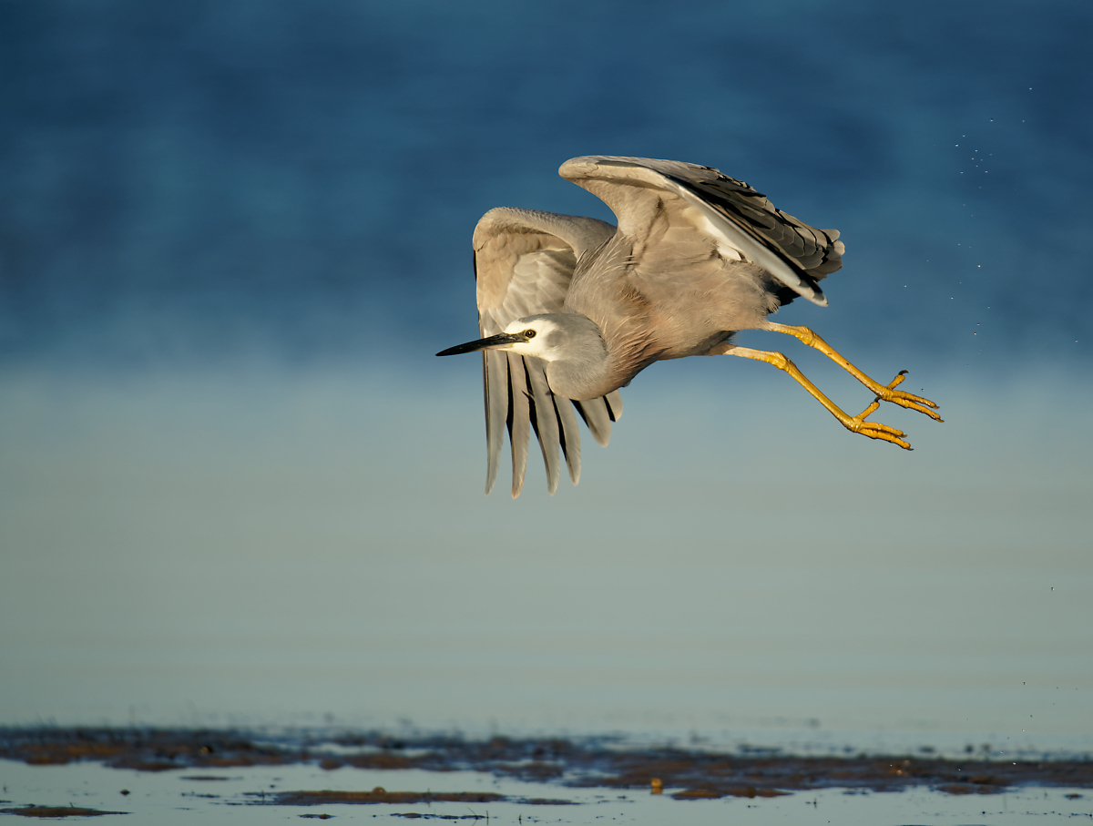 White-faced Heron IF (9).jpg