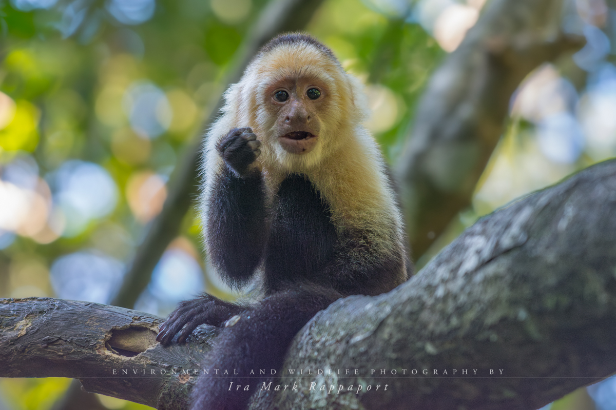 White-Faced Monkey or Capuchin Monkey.jpg