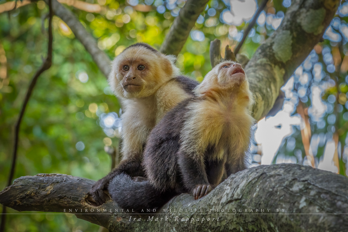 White-Faced Monkey with child.jpg