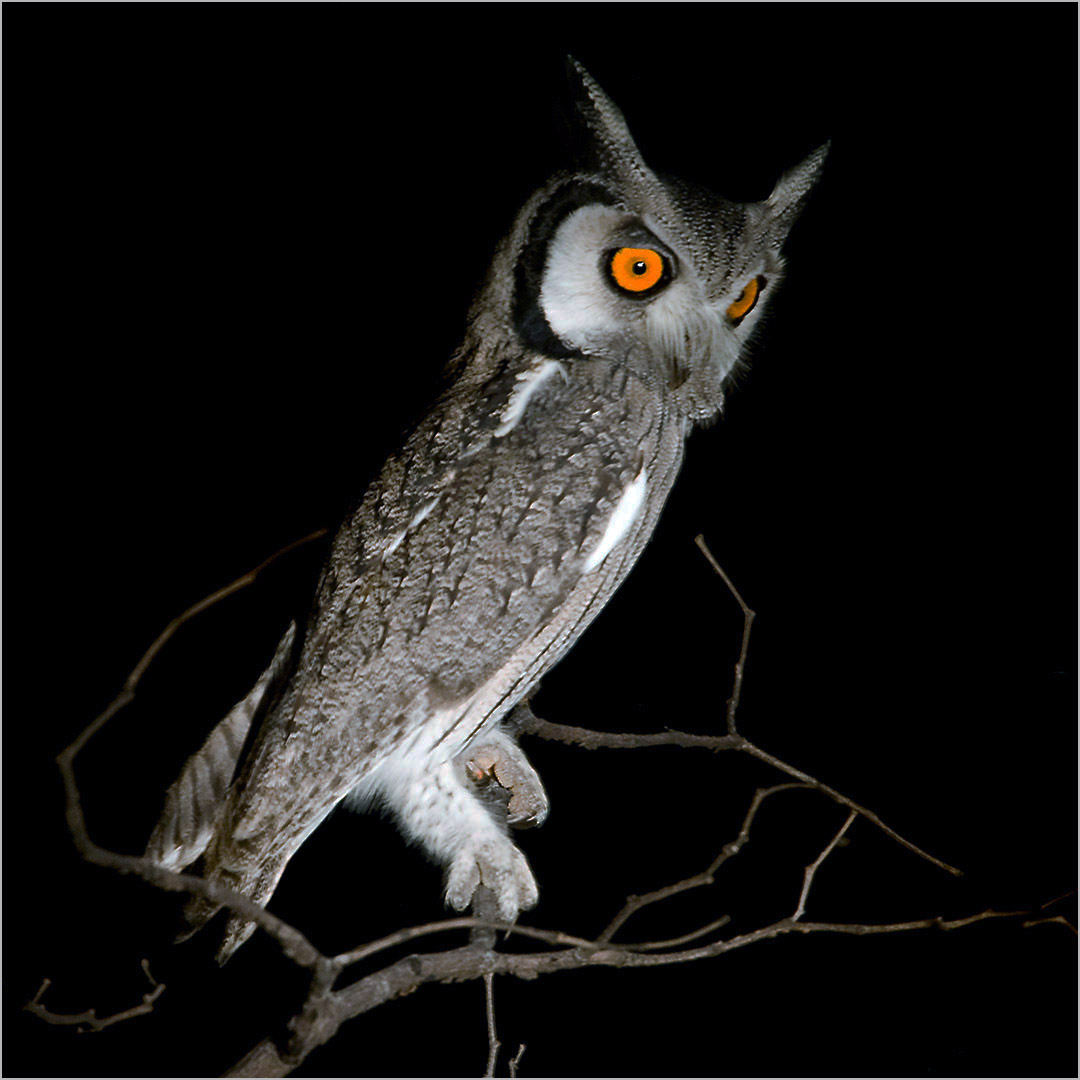 White faced scops owl_edited-1-1.jpg