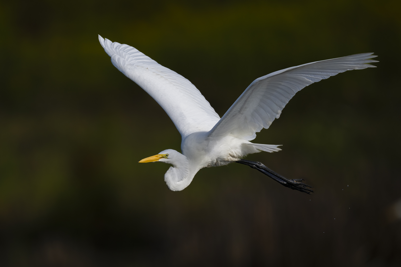 white heron BIF 2 sized.jpg