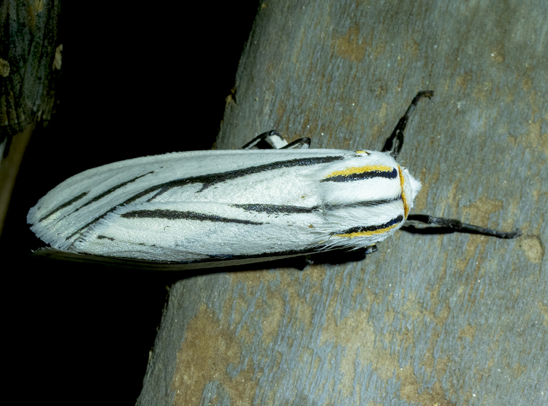 White Moth 1 .jpg
