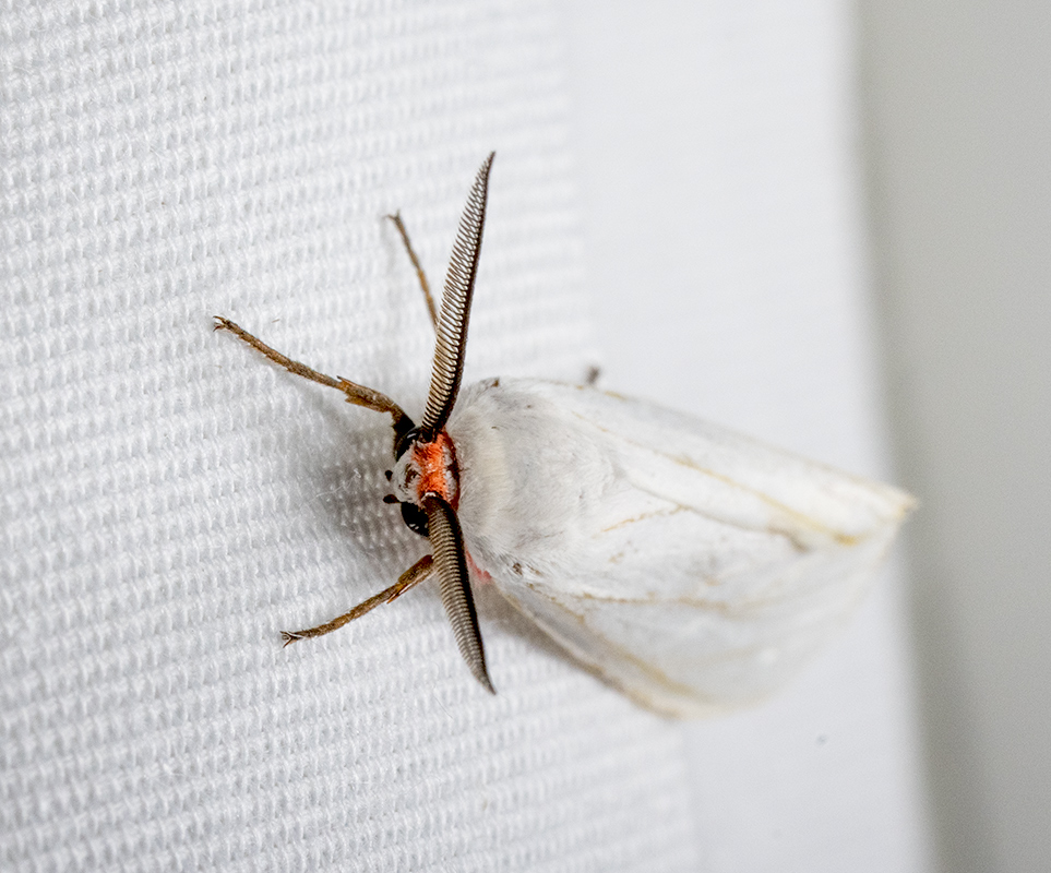 White Moth 2 DSC09582.jpg