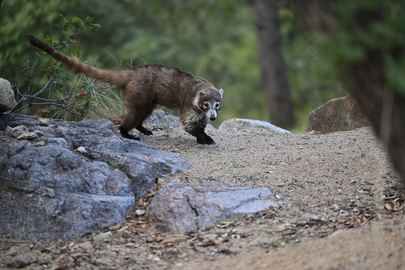 white nosed coati Z8 037.JPG