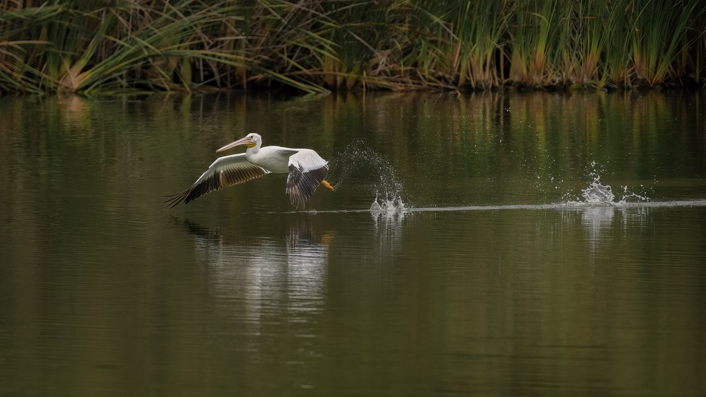 White Pelican takes off.jpg