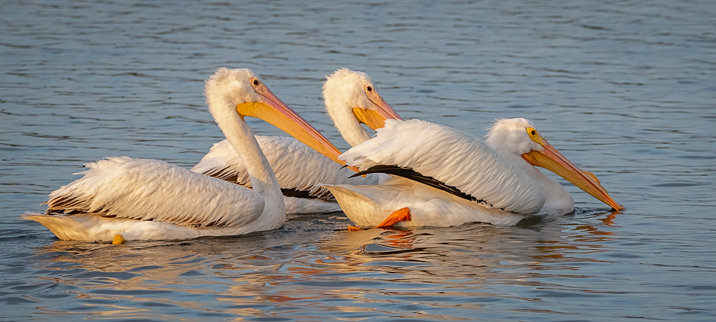White Pelicans_.jpg