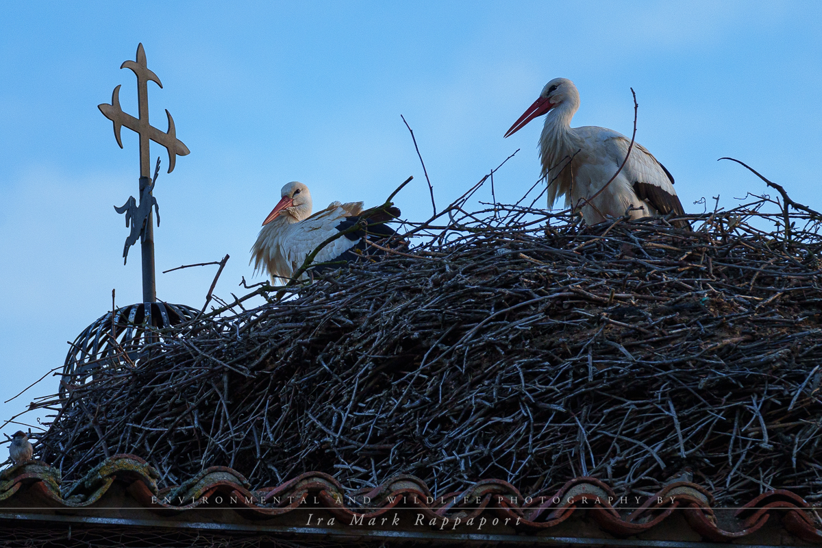 White Storks-2.jpg