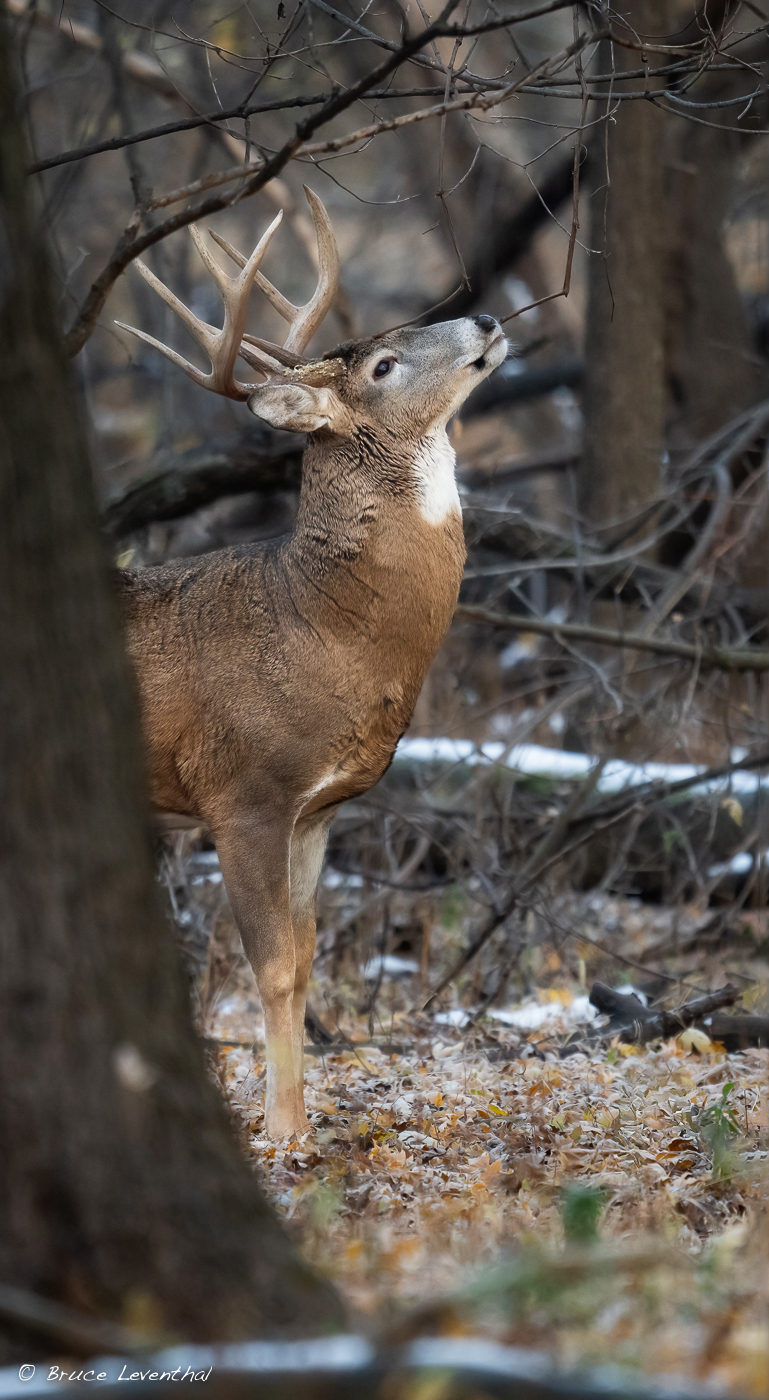 White Tail BuckZ8L_7164-Edit-Edit.jpg