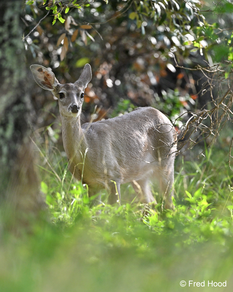 white tail Z8 13802.jpg