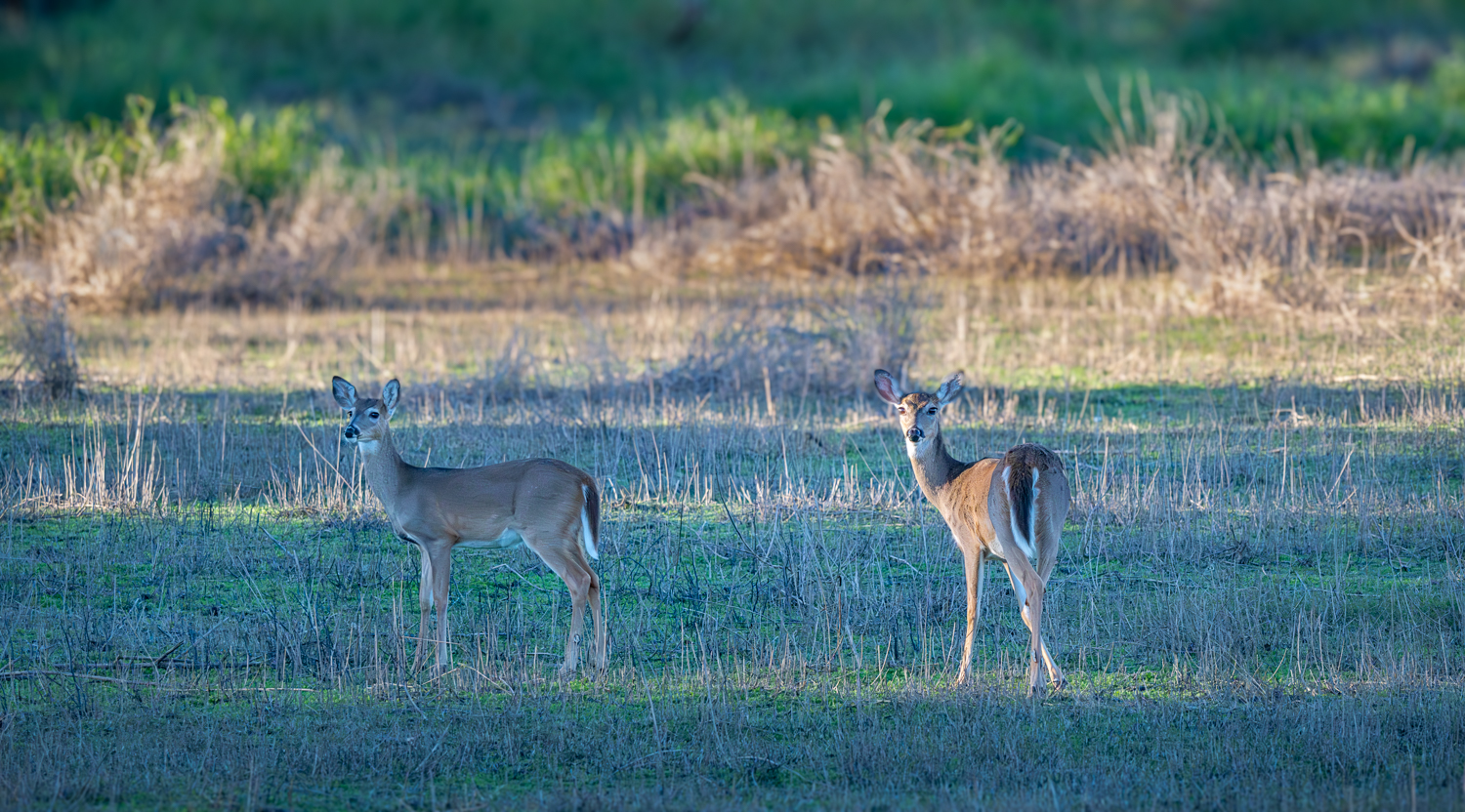 White Tailed Deer At Myakka -1.jpg