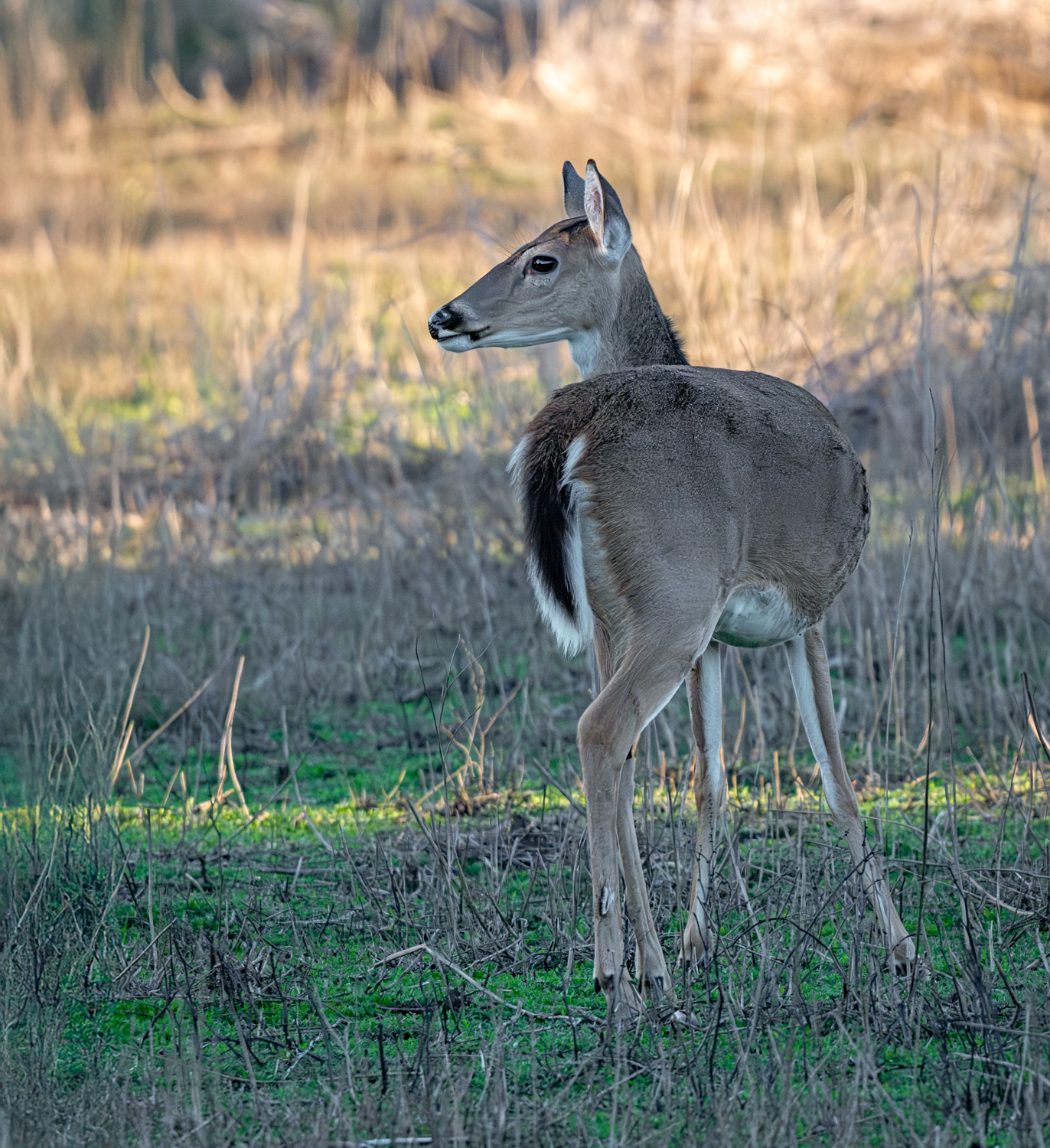 White Tailed Deer At Myakka another-1.jpg