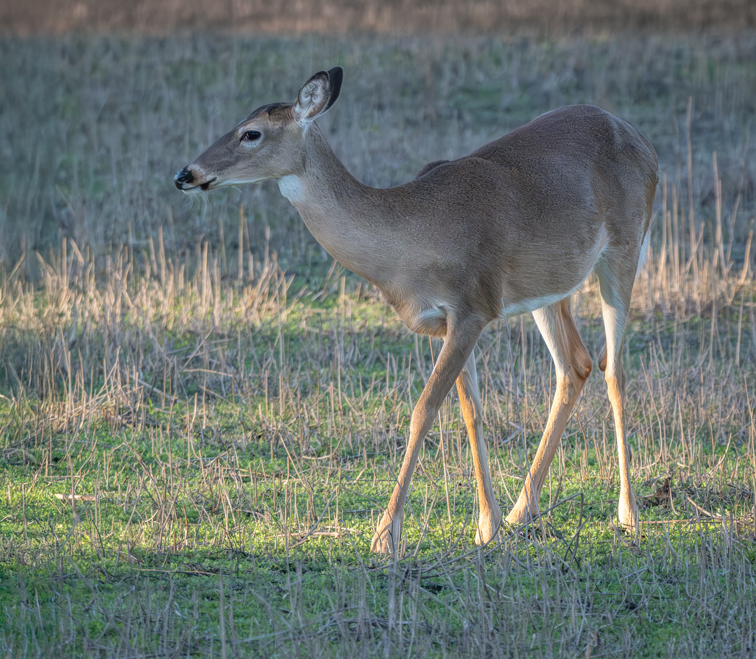 White Tailed Deer At Myakka another2-1.jpg