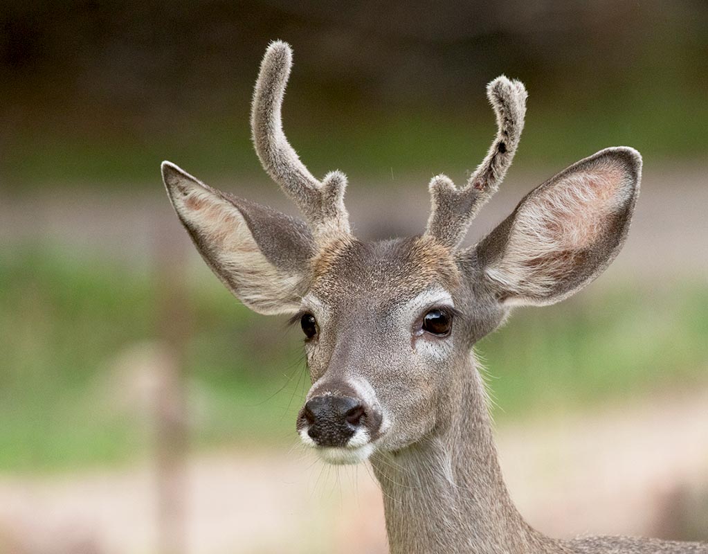 White-tailed Deer  Cave Creek Ranch 091220167X0A7619.jpg