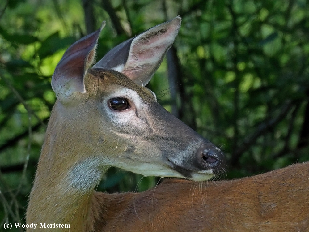White-tailed Deer.JPG