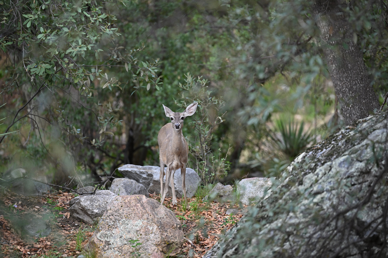 white tailed deer_coues Z8 018.JPG