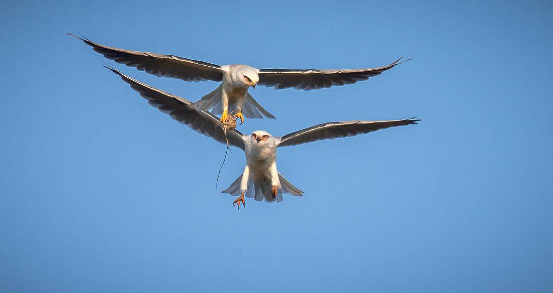 White-tailed kites-1154sh.jpg