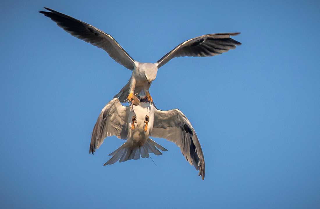 White-tailed kites-1159sh.jpg