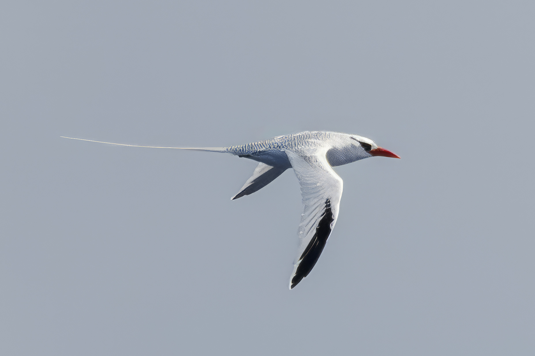 White-tailed Tropicbird.jpg