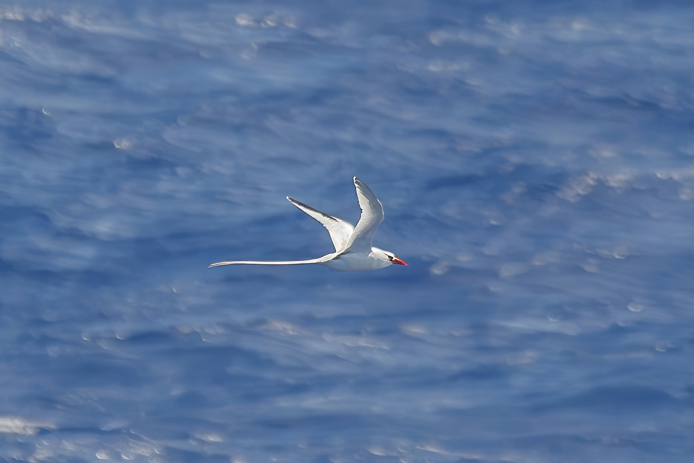 White-tailed Tropicbird1.jpg