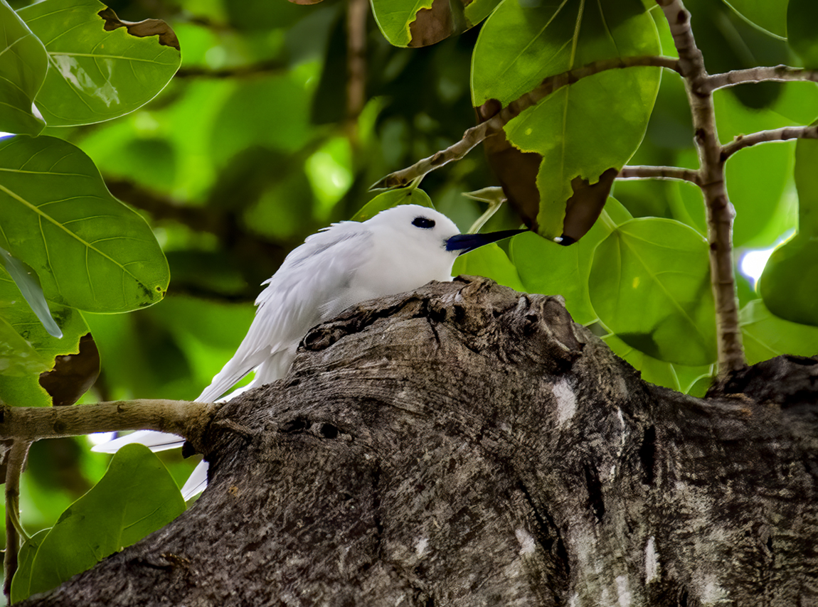 White Tern BCG D7A_2853 copy.jpg