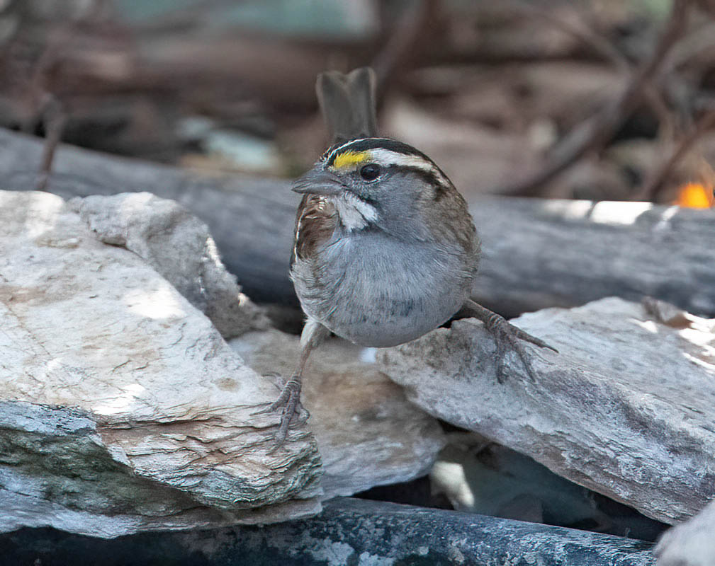 White-throated 500_1145-denoise-low-light.jpg