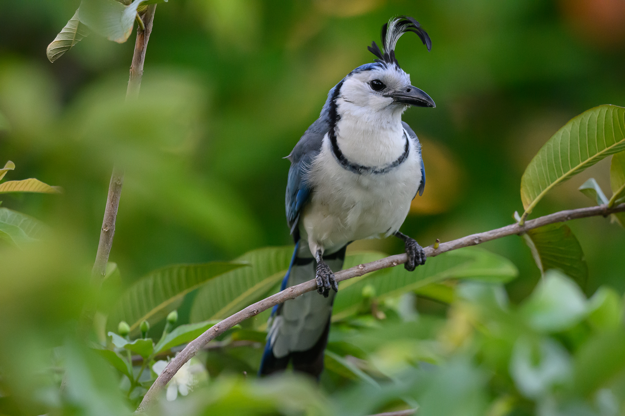 White-throated Magpie Jay-9800.JPG