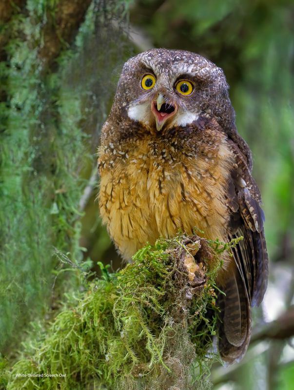 White-throated Screech Owl Yanacocha 1 dpp lr ai ps flat.jpg