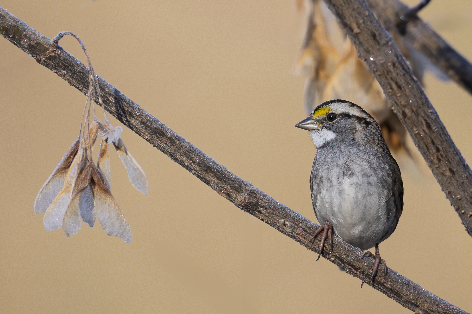 white-throated sparrow  sized-1.jpg