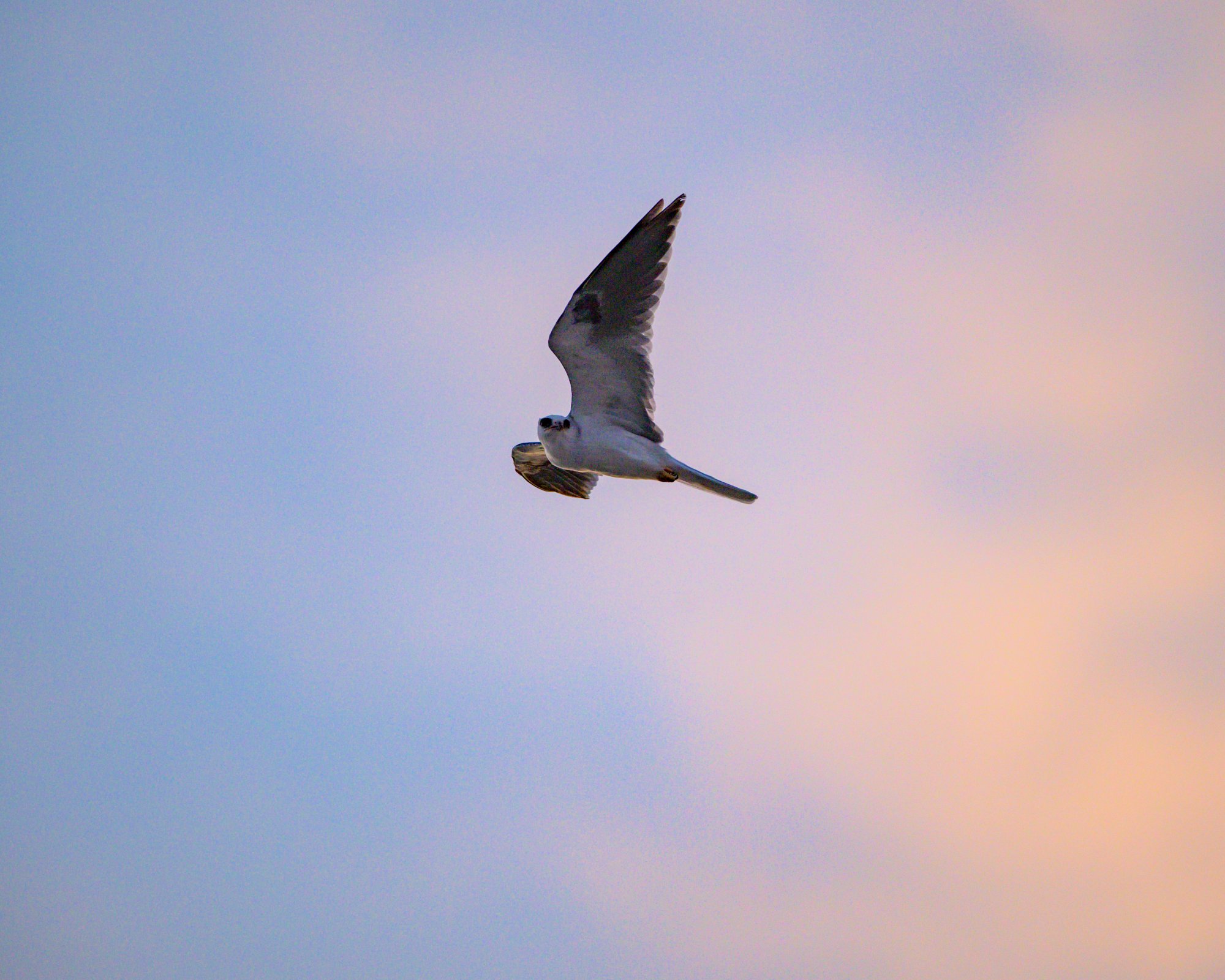 white_tail_kite_flyby.jpg