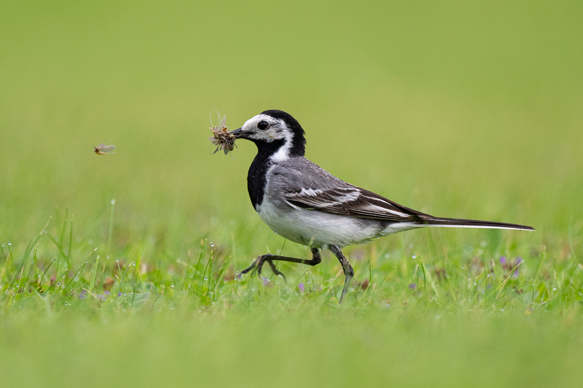 white_wagtail_1.jpg