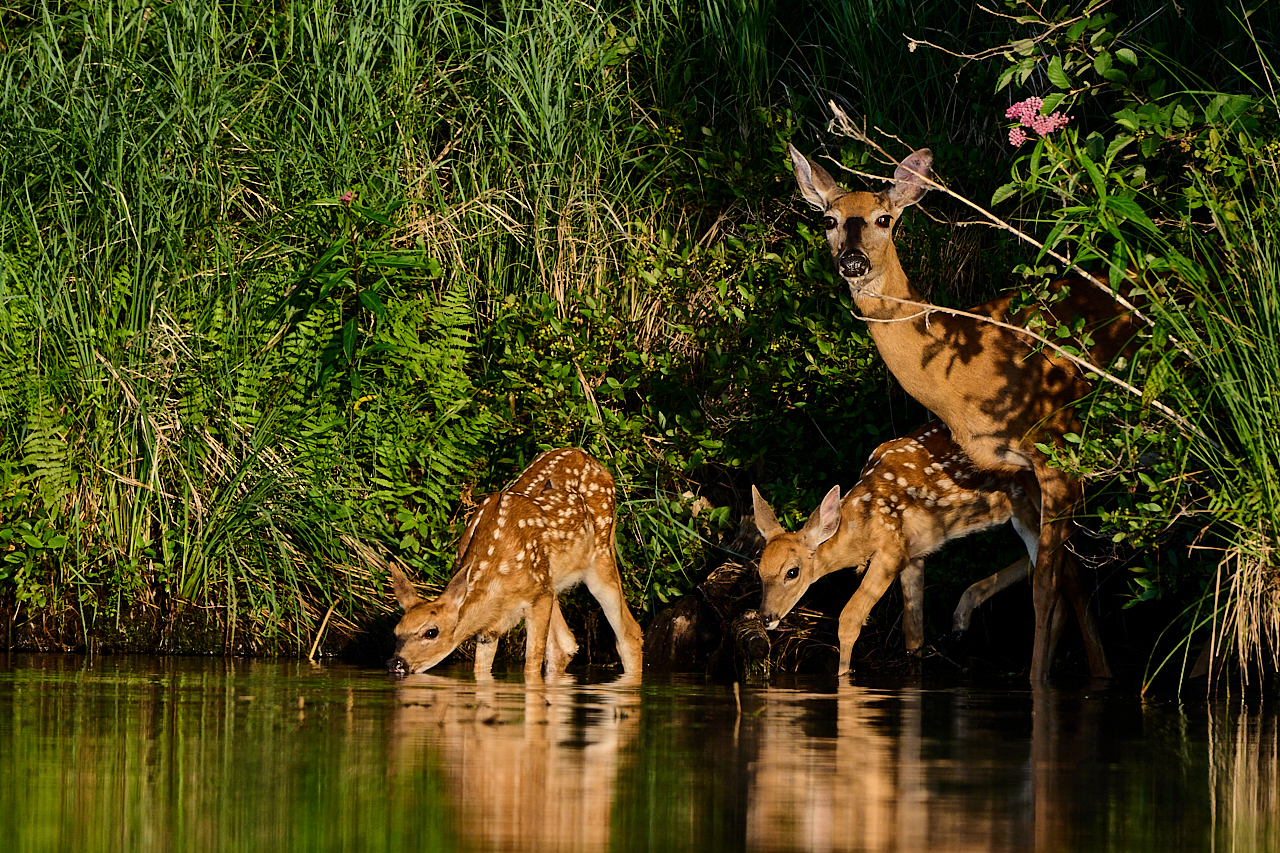 WHitetail Deer & Fawns_NZ8_4188.jpg