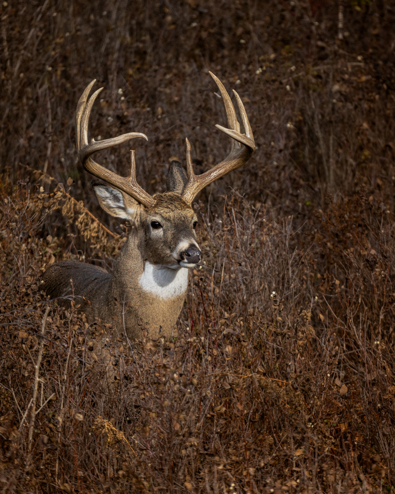 WHitetail Portrait.jpg