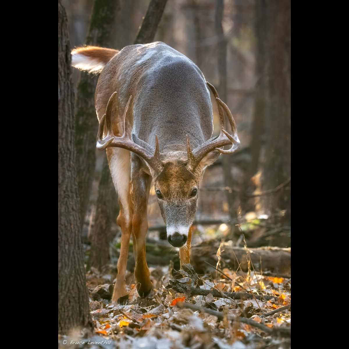 WhiteTailBuckZ8L_7642-Edit IG.jpg