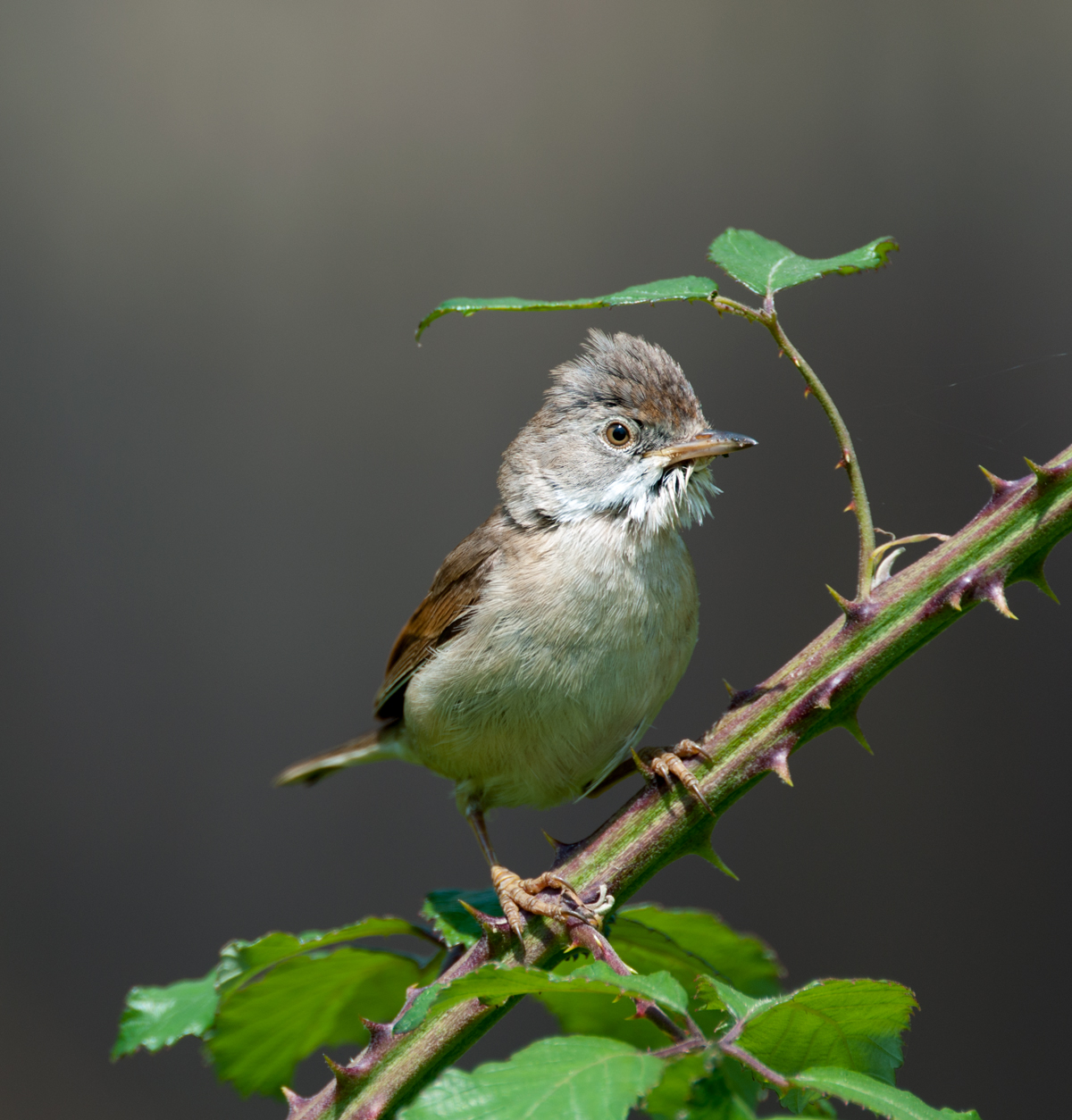 Whitethroat 1.jpg