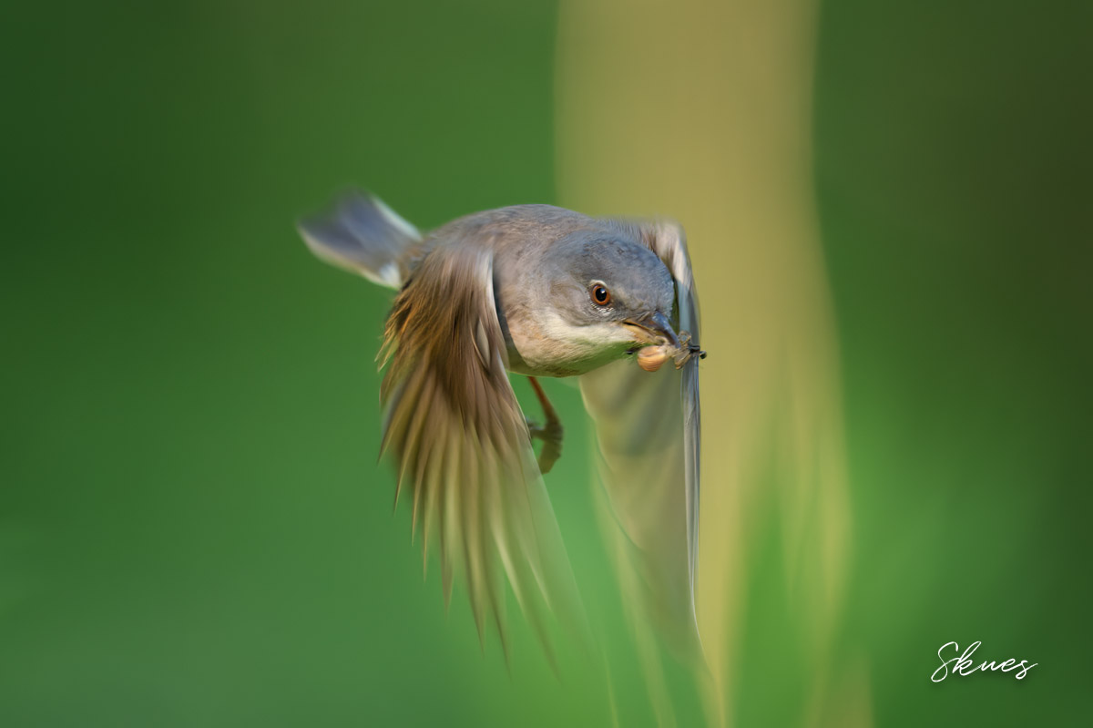 Whitethroat 1200.jpg