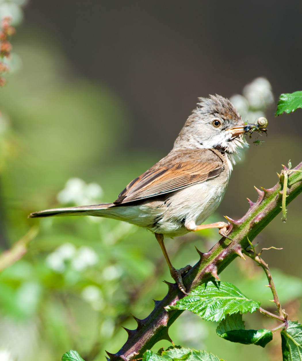 Whitethroat 2.jpg