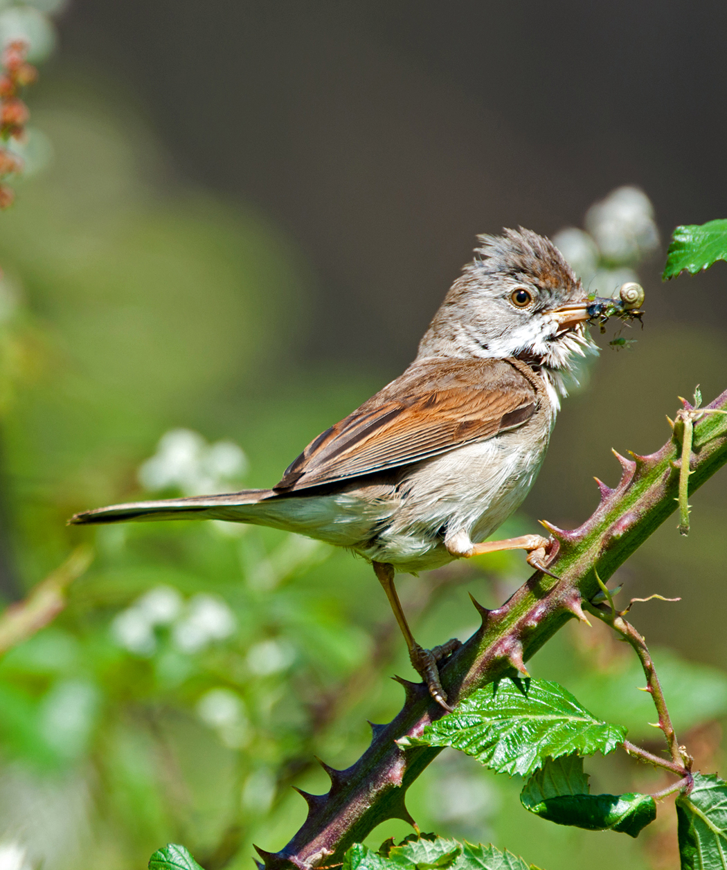 Whitethroat 2_edited-1.jpg