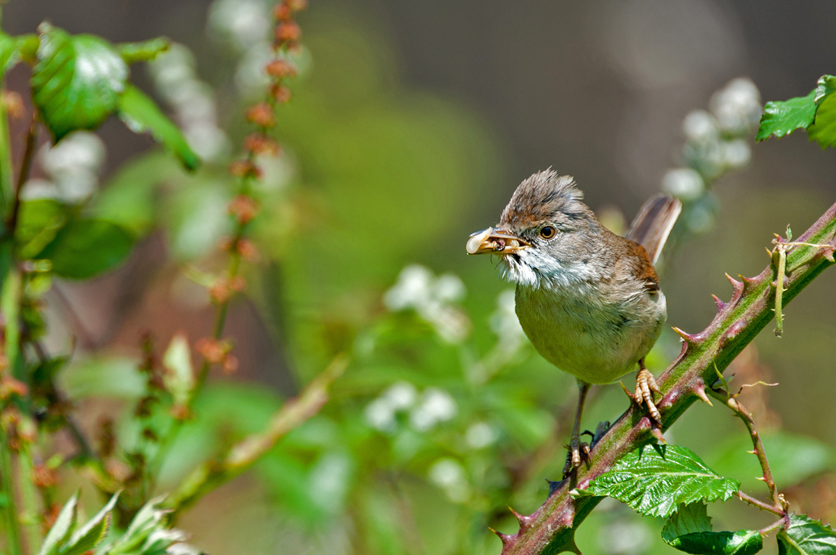 Whitethroat 3 edited.jpg